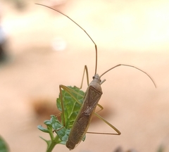 Heteroptera