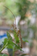 Heteroptera