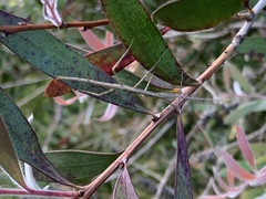 Ctenomorpha marginipennis