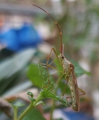 Heteroptera