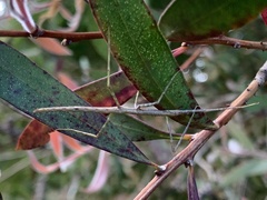 Ctenomorpha marginipennis