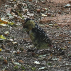Trachyphonus vaillantii vaillantii