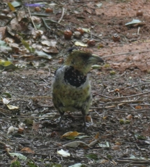 Trachyphonus vaillantii vaillantii
