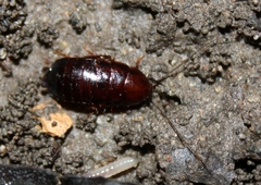 Parcoblatta americana