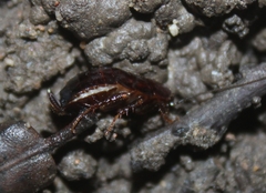 Parcoblatta americana