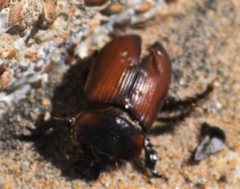 Ceratophyus hoffmannseggi