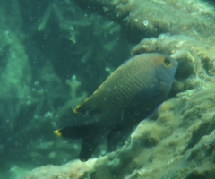 Plectroglyphidodon apicalis