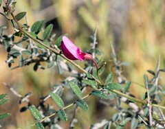 Lathyrus vestitus alefeldii