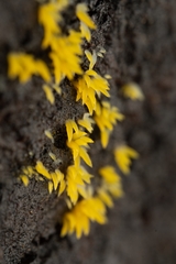 Mucronella flava