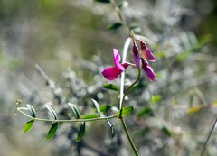 Lathyrus vestitus alefeldii