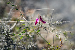 Lathyrus vestitus alefeldii