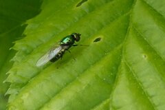 Microchrysa polita