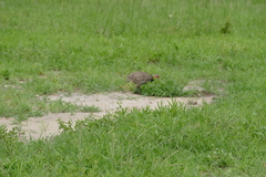 Pternistis leucoscepus