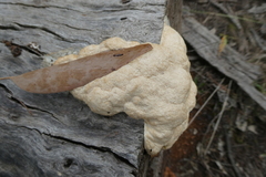 Fuligo septica candida