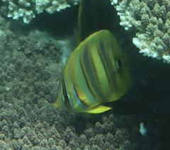 Chaetodon rainfordi