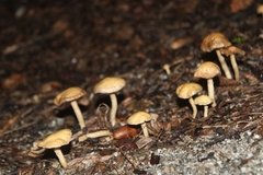 Agrocybe