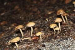 Agrocybe