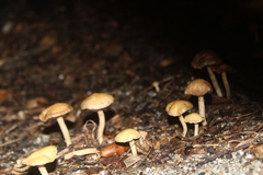 Agrocybe