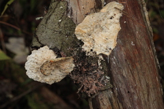 Amaropostia stiptica