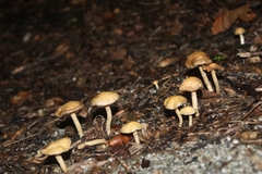 Agrocybe