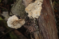 Amaropostia stiptica