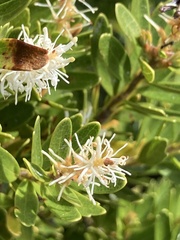 Orites lancifolius
