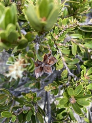Orites lancifolius