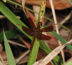 Neurothemis fluctuans