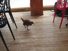 Gallirallus australis