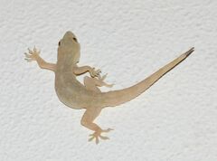 Hemidactylus flaviviridis