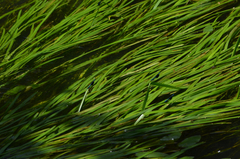 Sparganium emersum