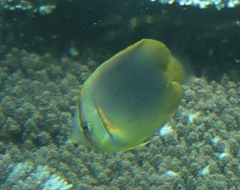Chaetodon aureofasciatus