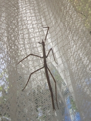 Ctenomorpha marginipennis