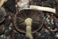 Agrocybe