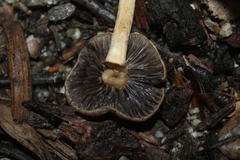 Agrocybe