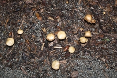 Agrocybe