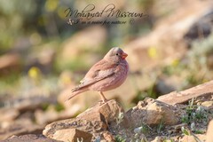 Bucanetes githagineus