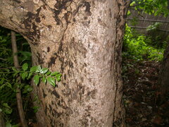 Image of Kirkia acuminata