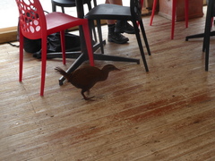 Gallirallus australis