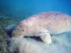 Dugong dugon