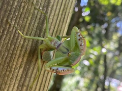 Rhombodera latipronotum