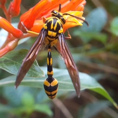 Phimenes flavopictus