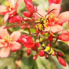 Phimenes flavopictus