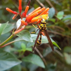 Phimenes flavopictus