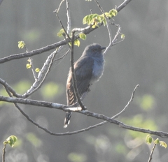 Cacomantis passerinus