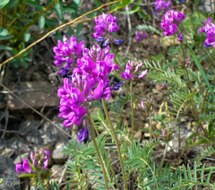 Oxytropis teres