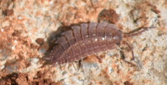 Porcellionides sexfasciatus