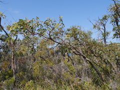 Eucalyptus staeri