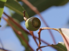 Eucalyptus staeri