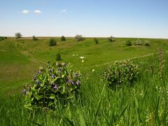 Clematis integrifolia
